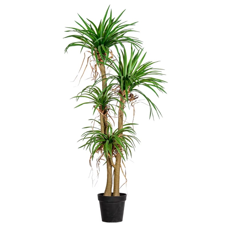 Dracaena Marginata - Tanaman Hias Buatan Dracaena Marginata Simulasi