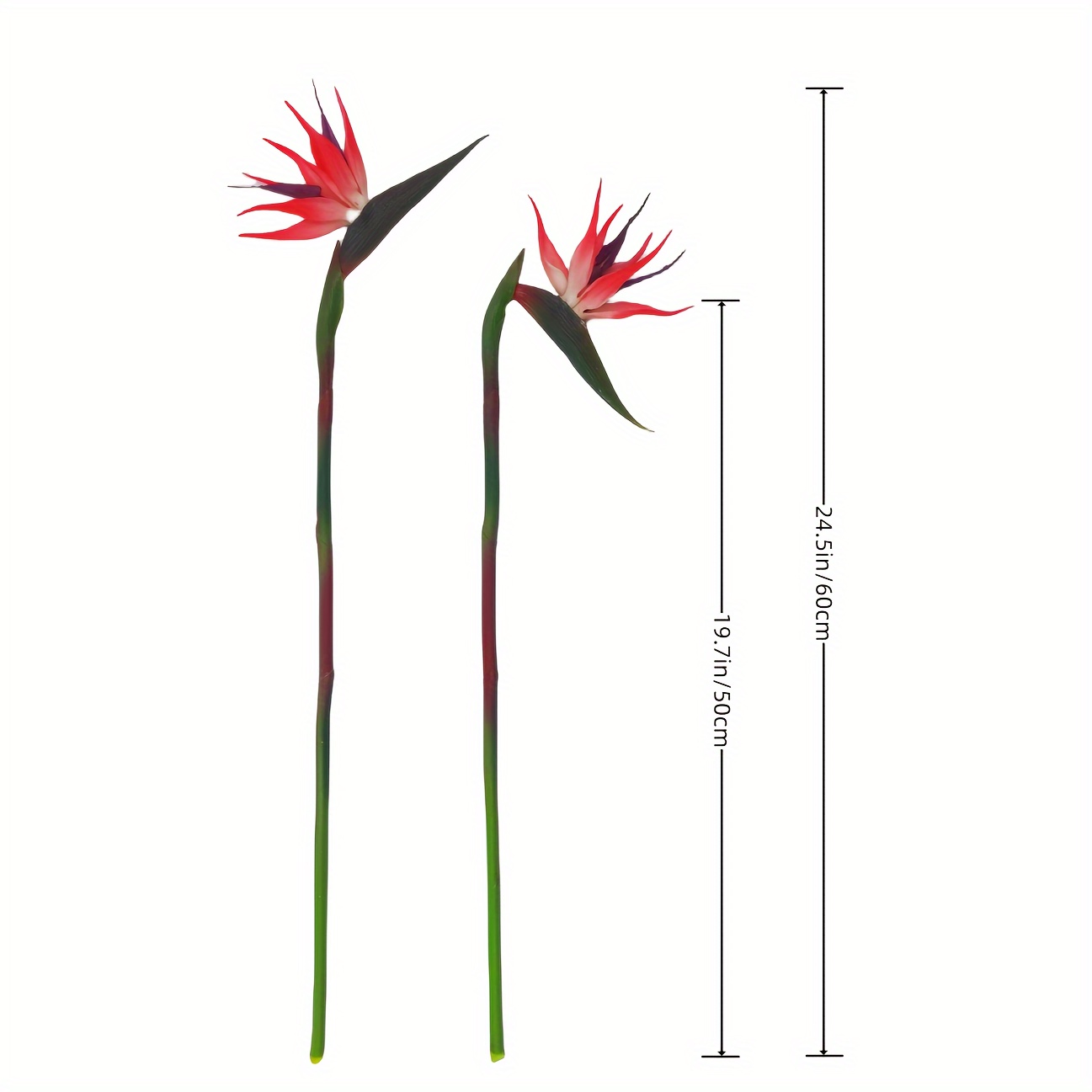 3 buah bunga burung surga bung - Bird Paradise Strelitzia ulasan dan harga