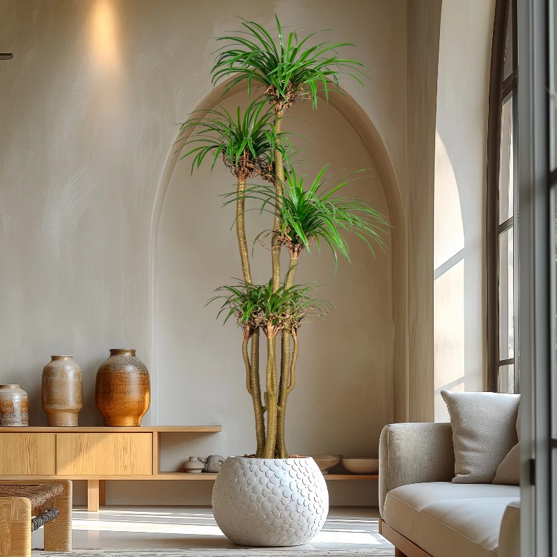 Tanaman Hias Buatan Dracaena M - Dracaena Marginata ulasan dan harga