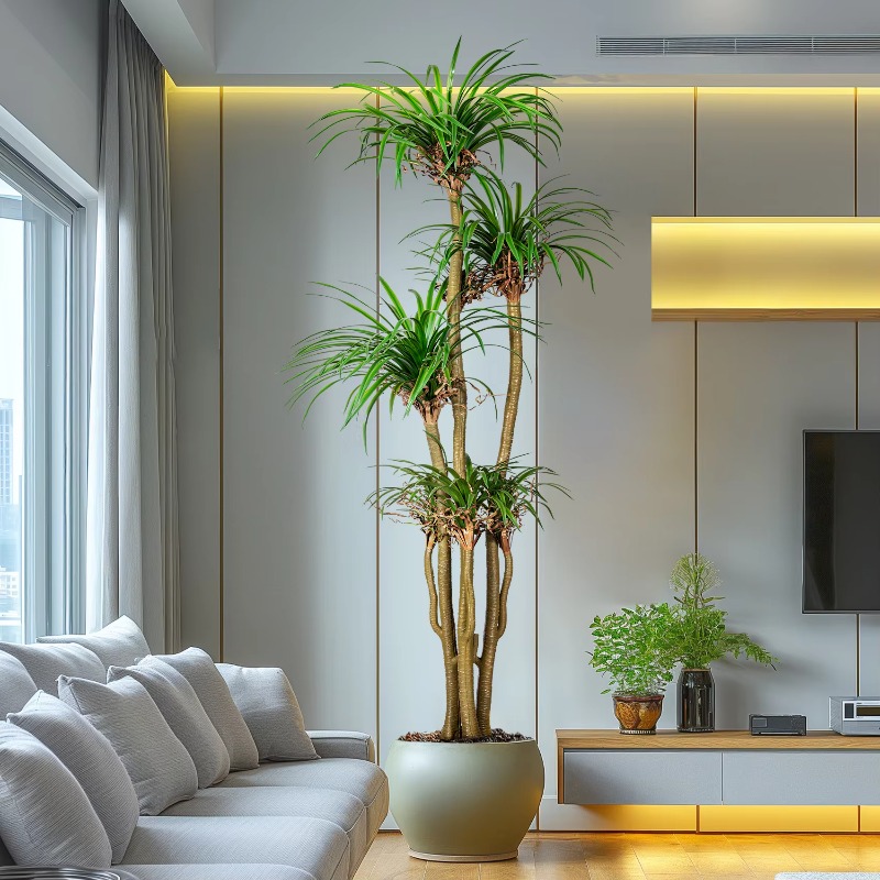 Tanaman Hias Buatan Dracaena M - Dracaena Marginata ulasan dan harga