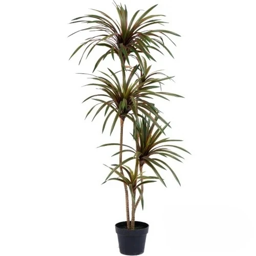 Simulasi Pohon Dracaena Margin - Dracaena Marginata ulasan dan harga