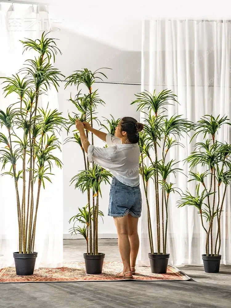 Simulasi Dracaena Dracaena Mar - Dracaena Marginata ulasan dan harga