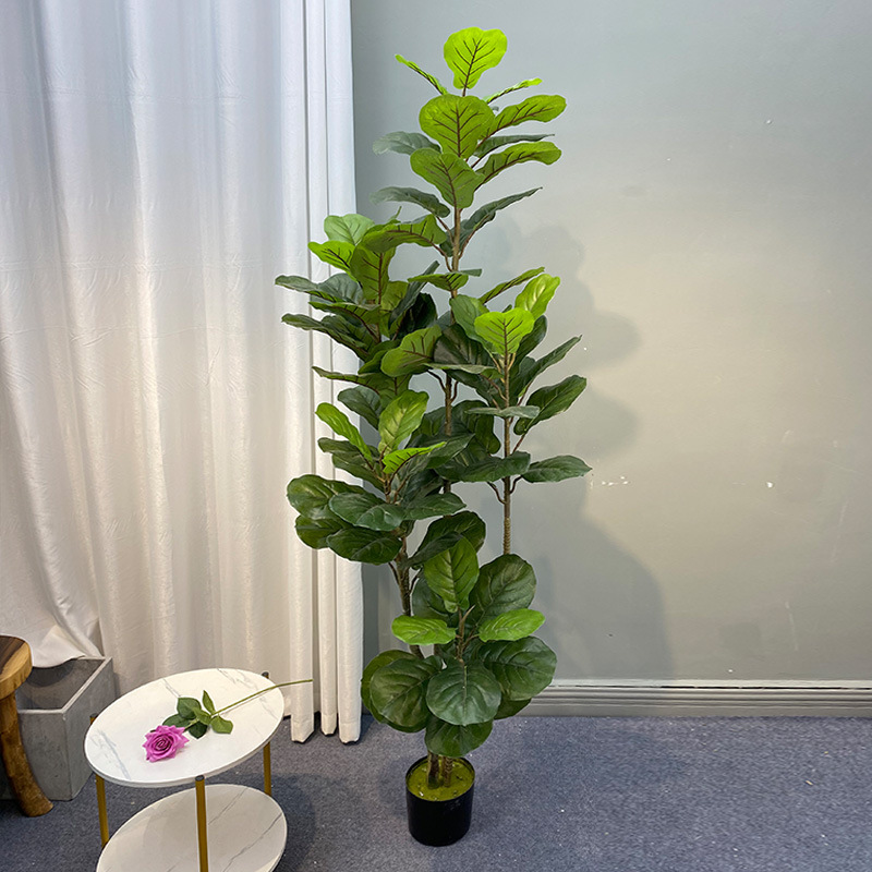 Tanaman pohon Ficus besar 59in - Ficus Lyrata Tree ulasan dan harga