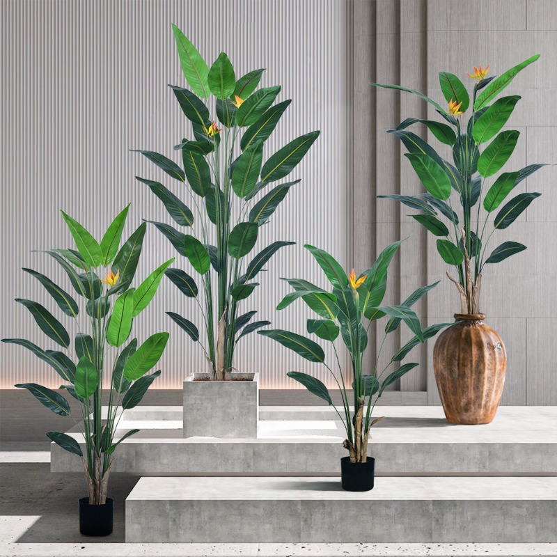 Tanaman Strelitzia Bunga Buata - Bird Paradise Strelitzia ulasan dan harga