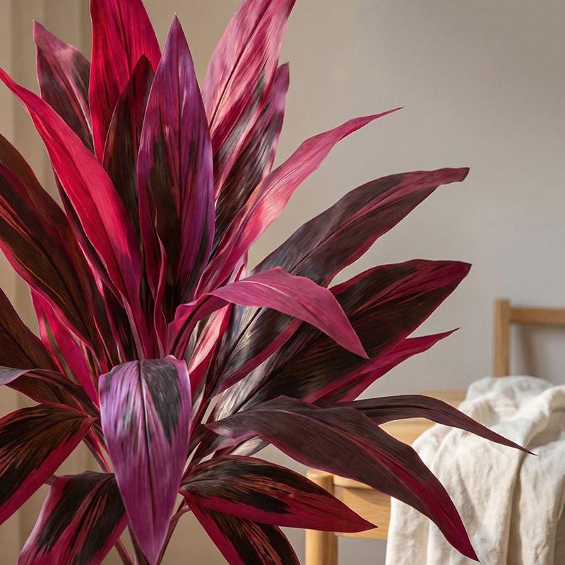 Pohon Dracaena Marginata Buata - Dracaena Marginata ulasan dan harga
