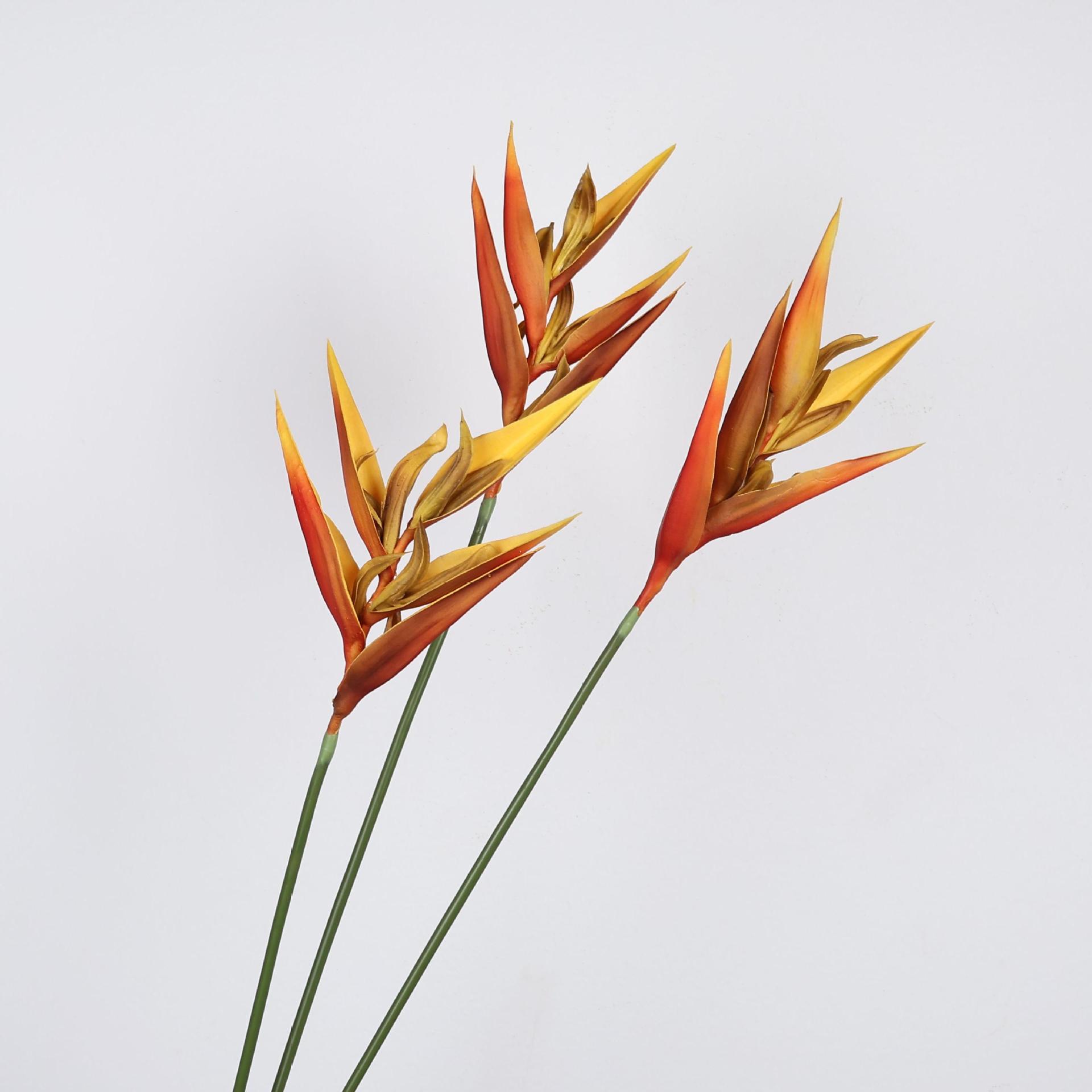 Tanaman Strelitzia Burung Cint - Bird Paradise Strelitzia ulasan dan harga