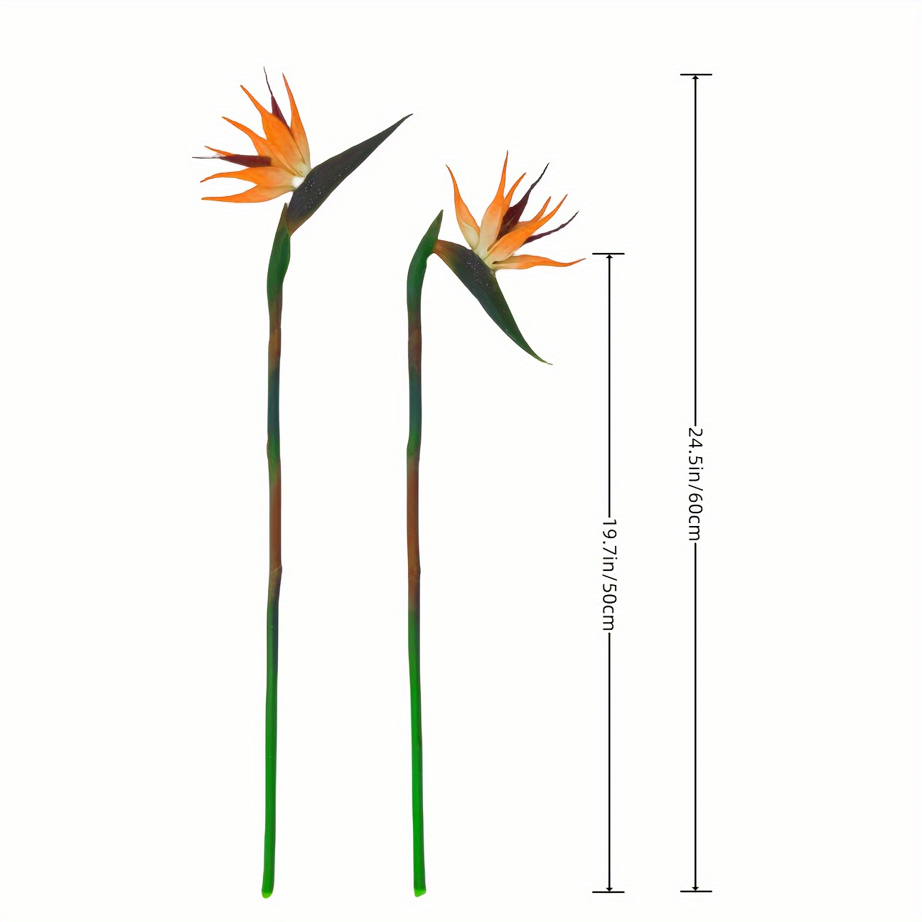 3 buah bunga burung surga bung - Bird Paradise Strelitzia ulasan dan harga