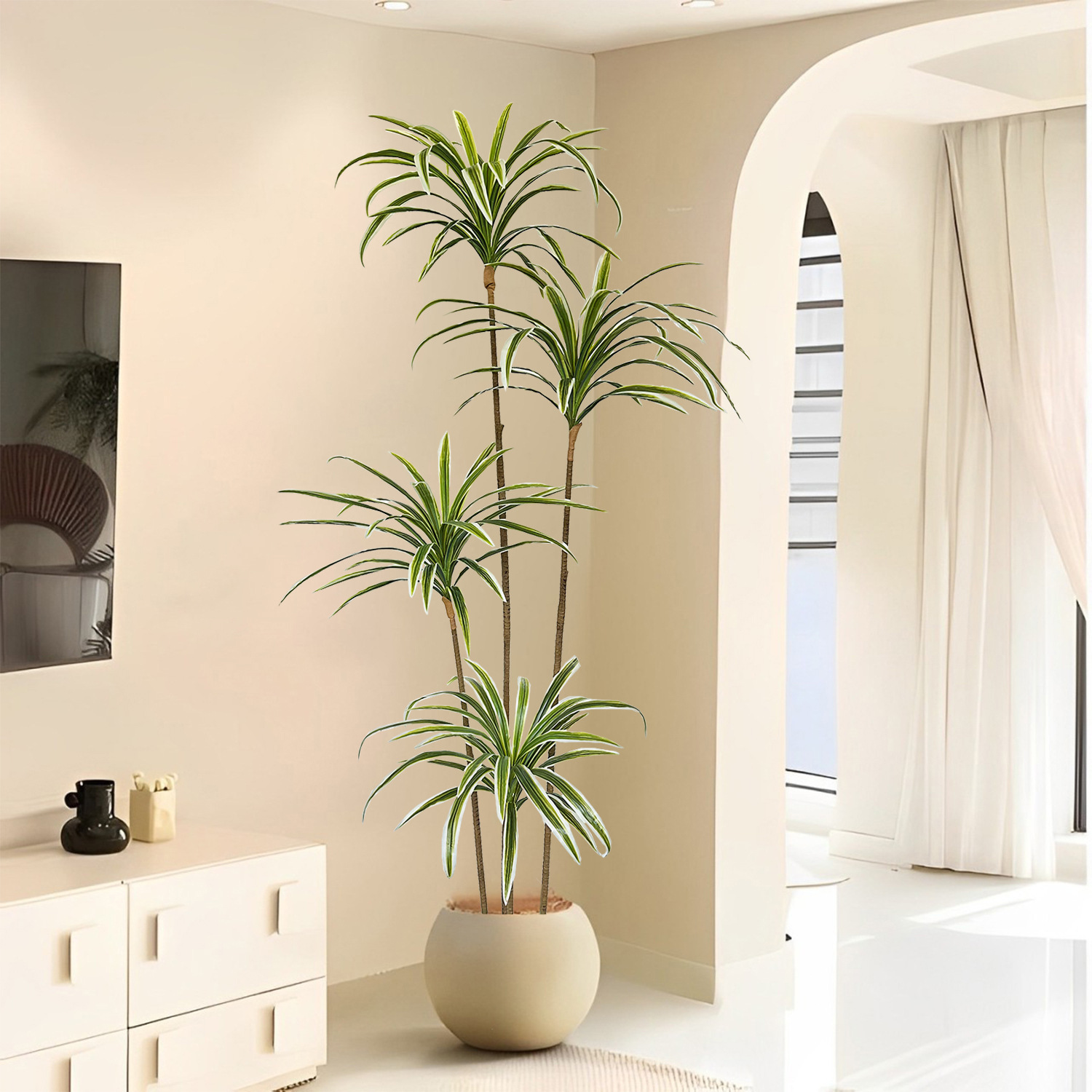 Tanaman Dracaena Marginata Bua - Dracaena Marginata ulasan dan harga