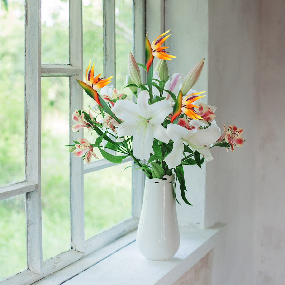 Tanaman Bird of Paradise Buata - Bird Paradise Strelitzia ulasan dan harga