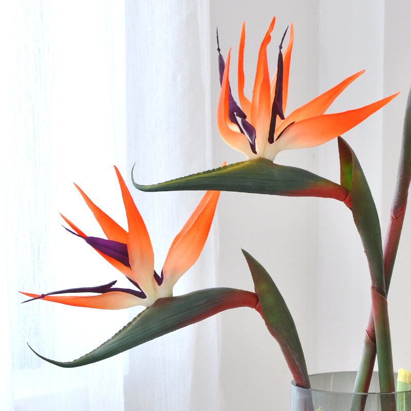 3 Buah Bunga Burung Cendrawasi - Bird Paradise Strelitzia ulasan dan harga